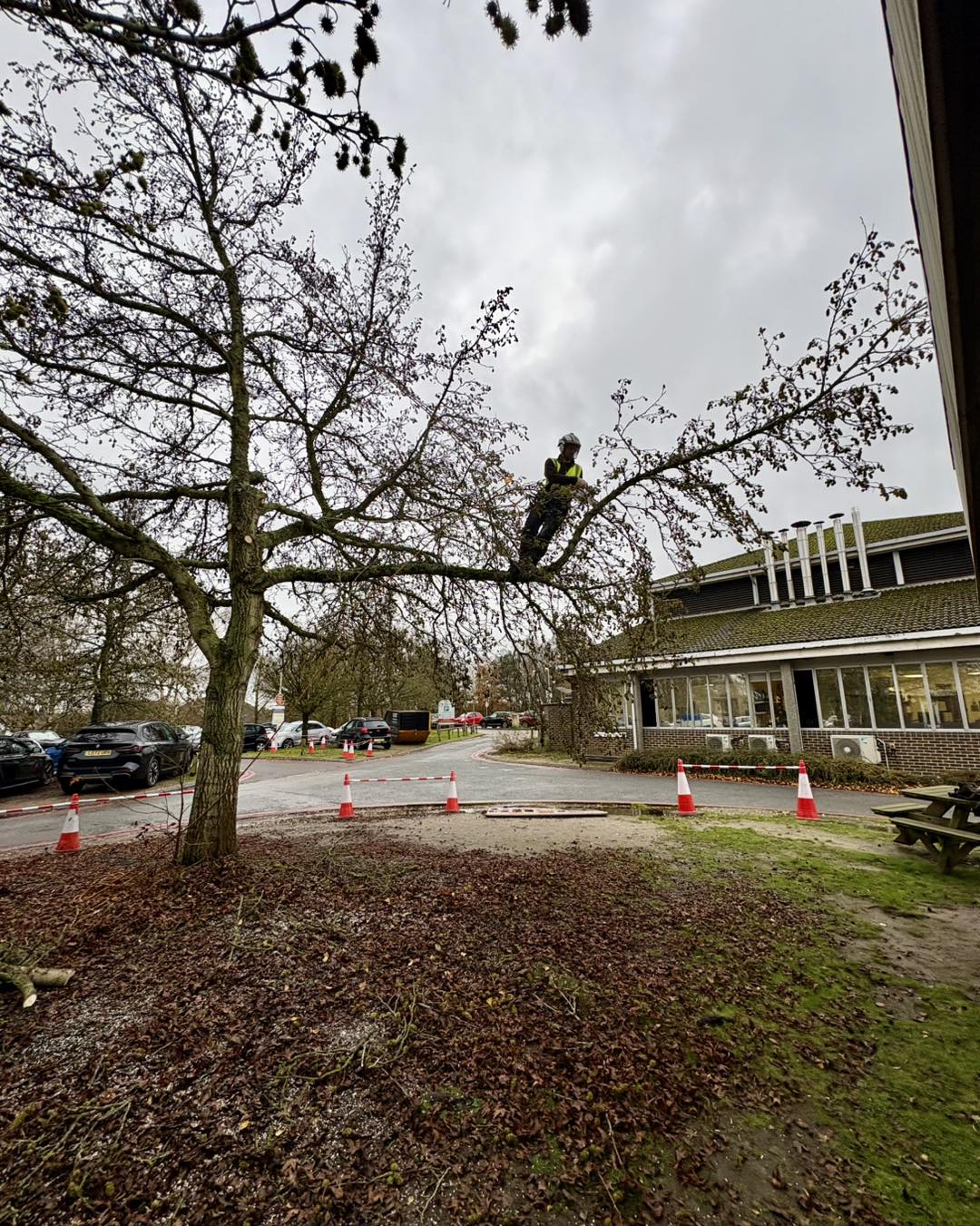 Tree Removal & Stump Grinding at William Harvey Hospital