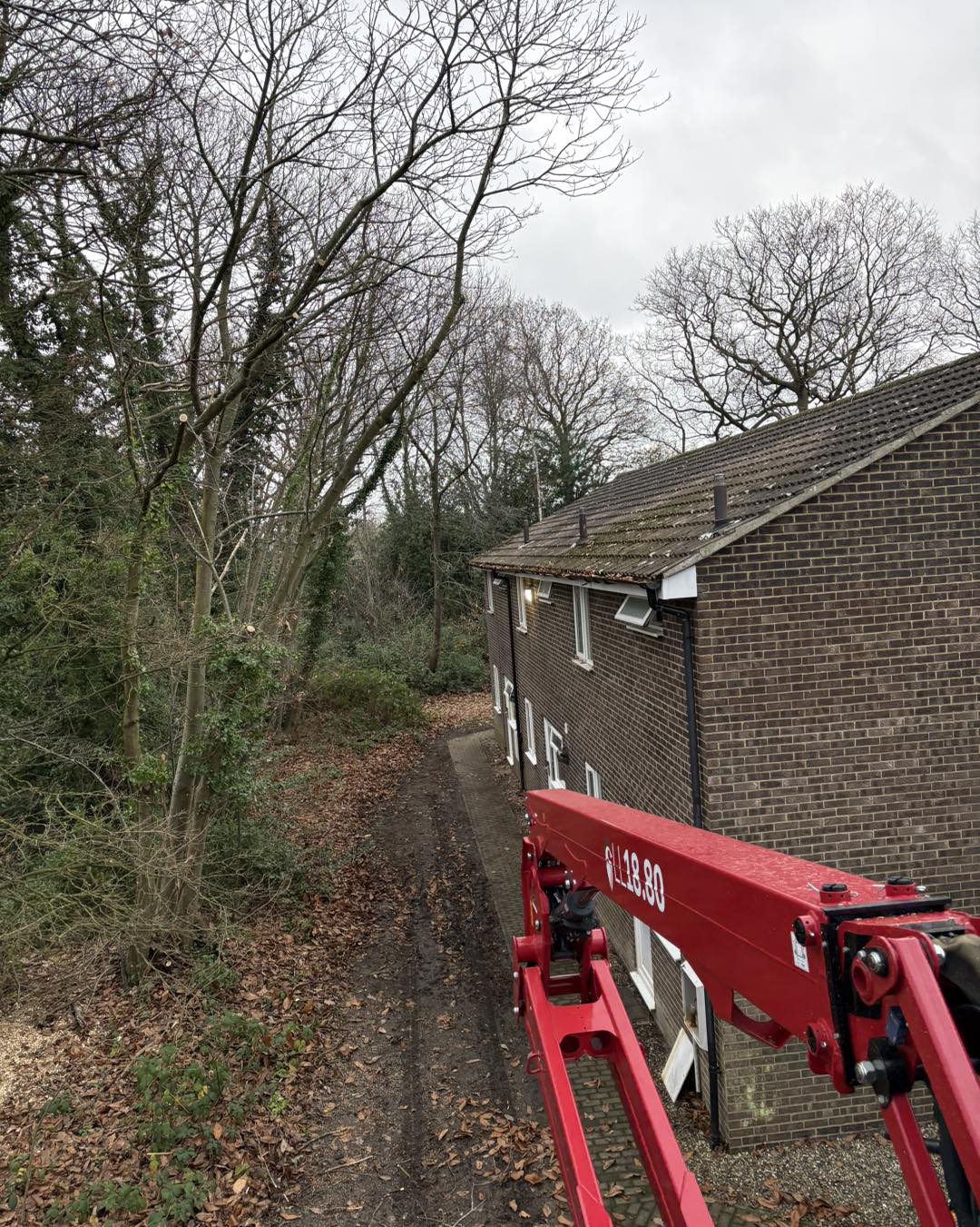 Tree Surgery at University of Kent